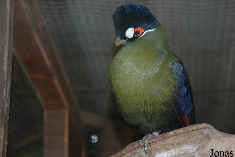 Tauraco hartlaubi