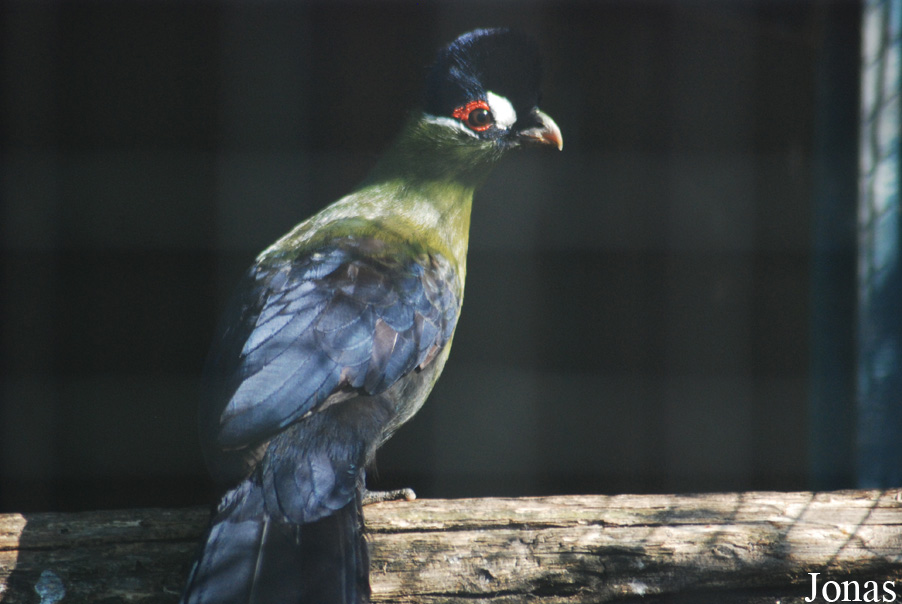 Tauraco hartlaubi