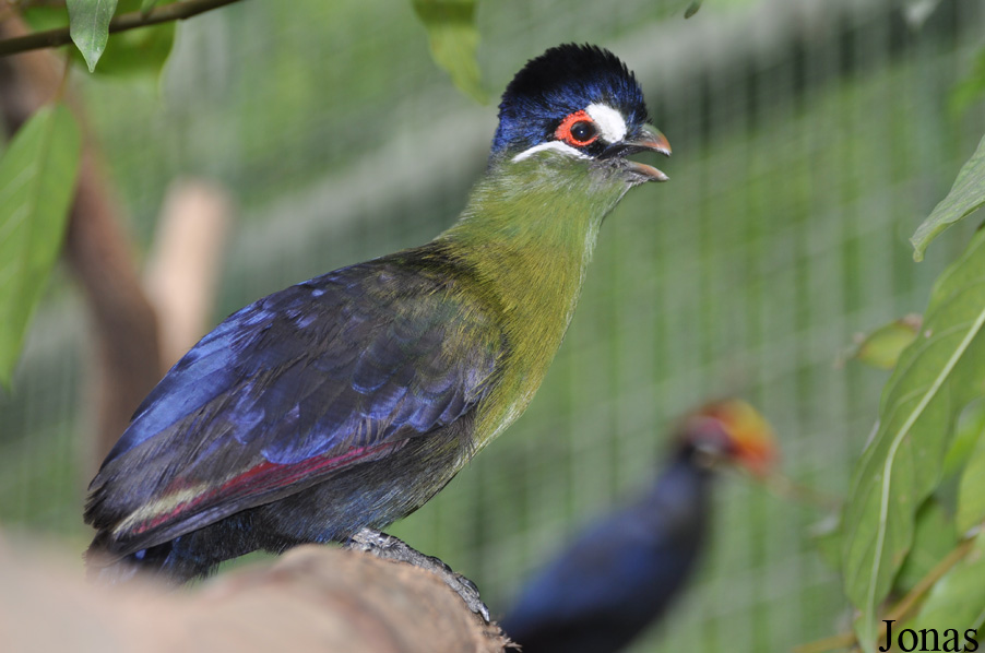 Tauraco hartlaubi