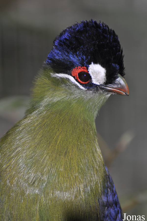 Tauraco hartlaubi