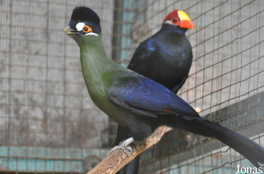 Tauraco hartlaubi
