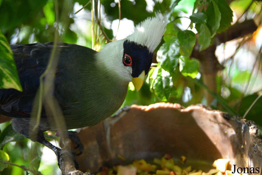 Tauraco leucolophus