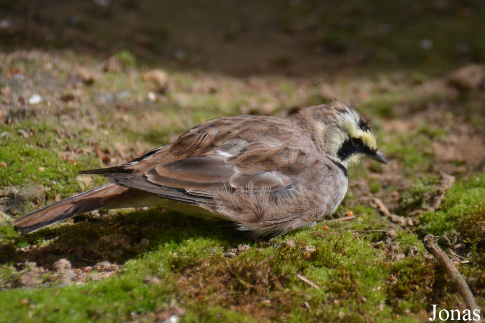 Eremophila alpestris