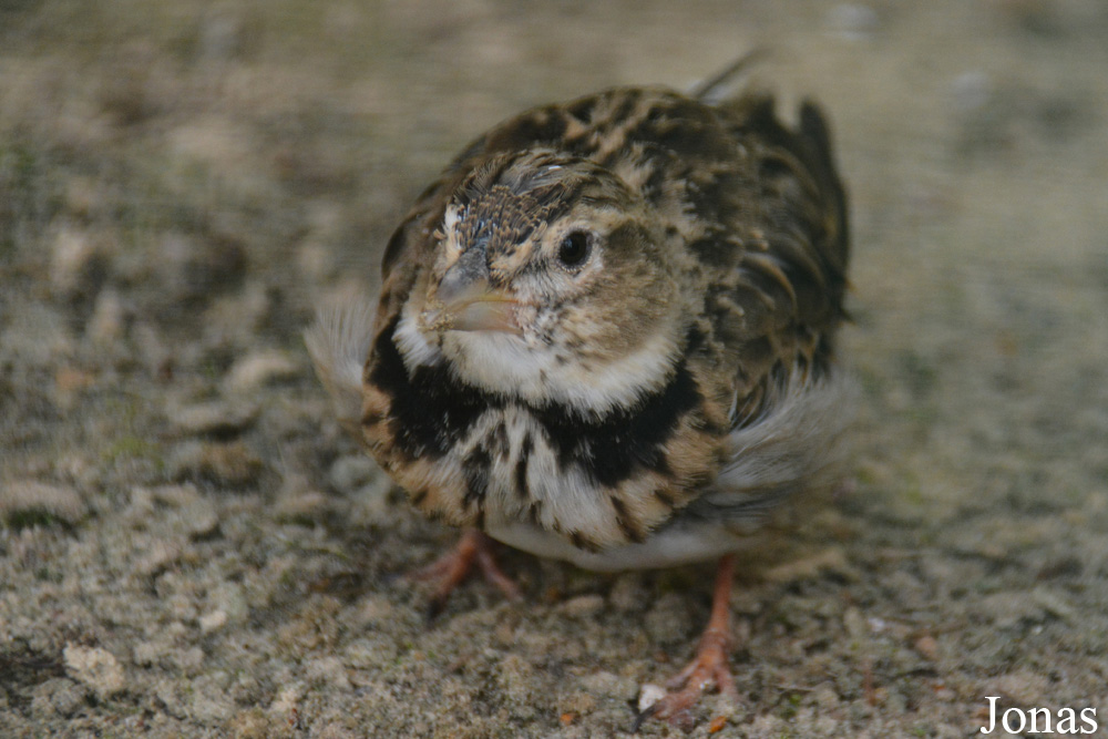 Melanocorypha calandra