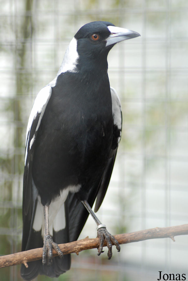 Gymnorhina tibicen