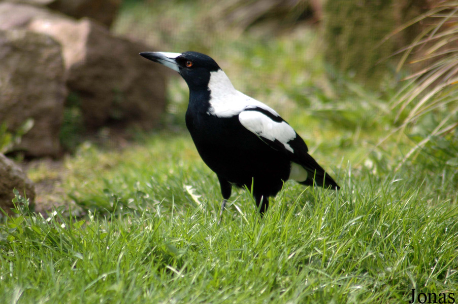 Gymnorhina tibicen hypoleuca