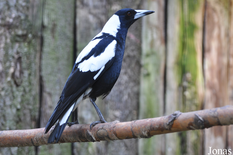 Gymnorhina tibicen hypoleuca