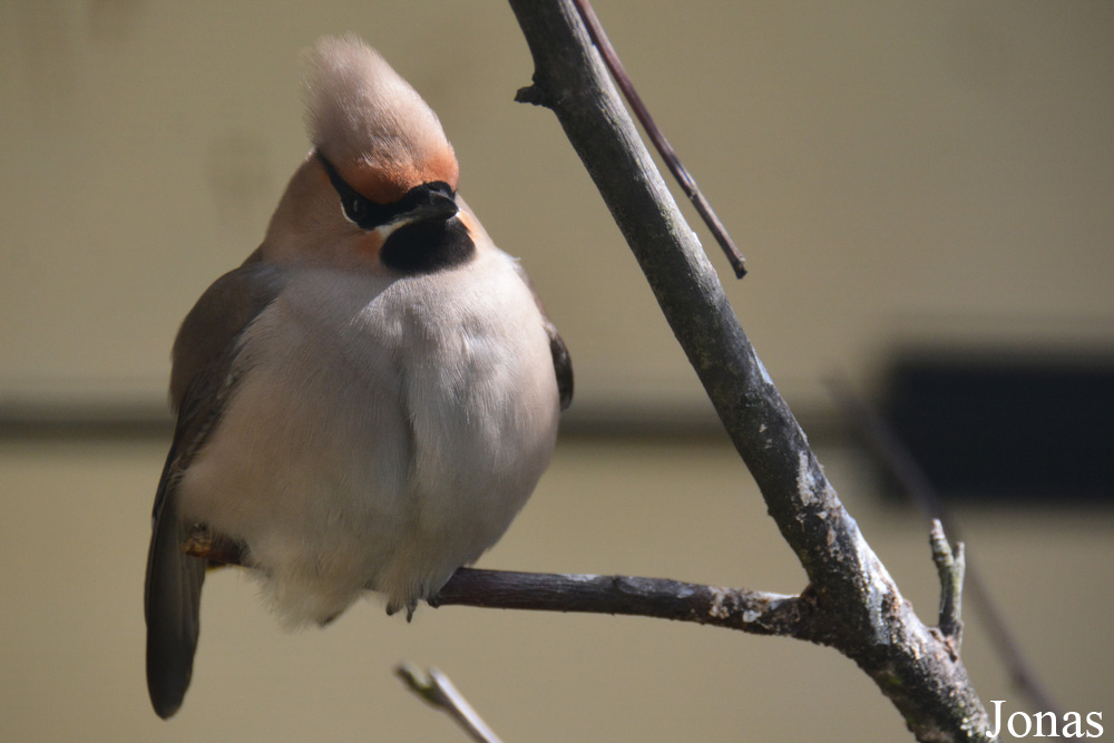Bombycilla garrulus