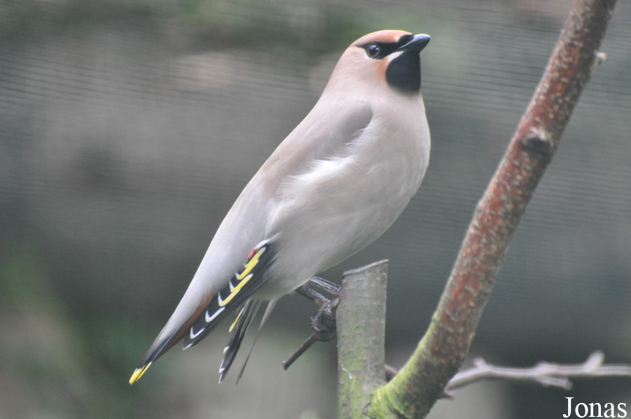 Bombycilla garrulus