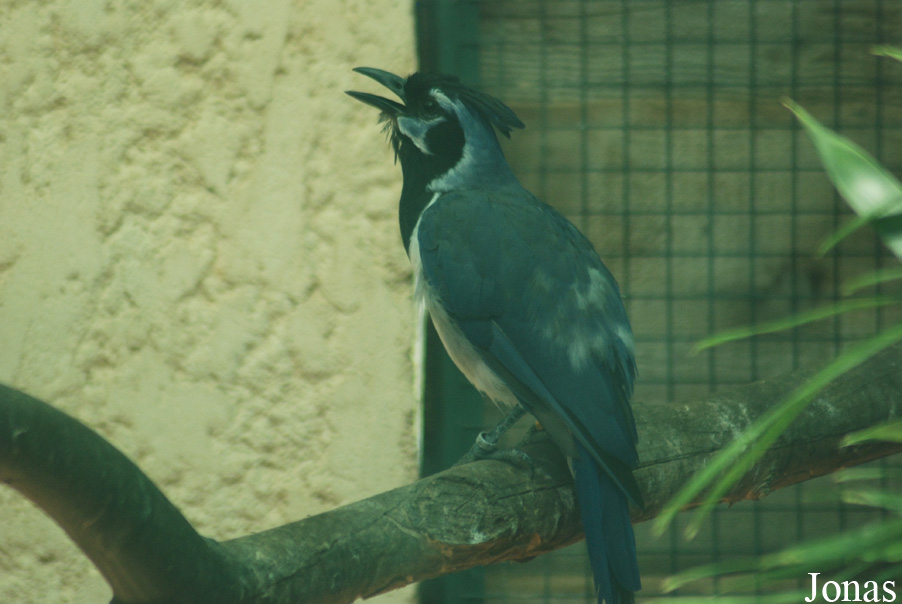 Calocitta colliei