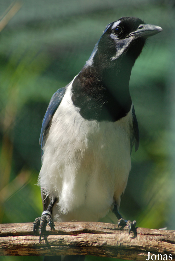 Calocitta colliei