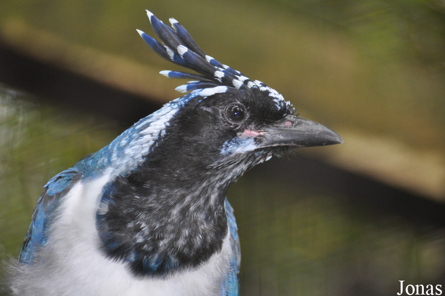 Calocitta colliei