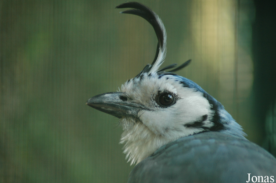 Calocitta formosa