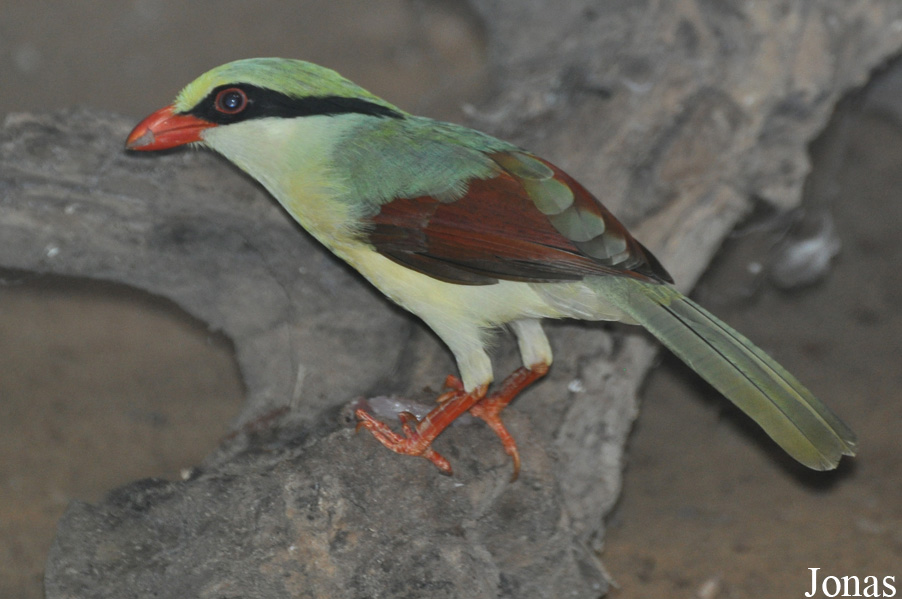Cissa hypoleuca