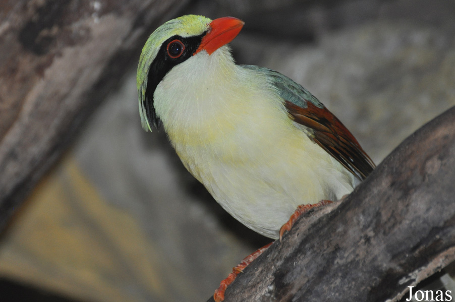 Cissa hypoleuca