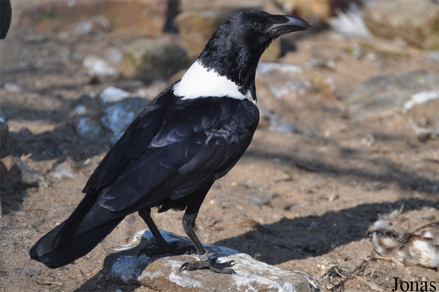 Corvus albus