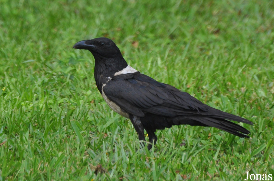 Corvus albus / Kumasi