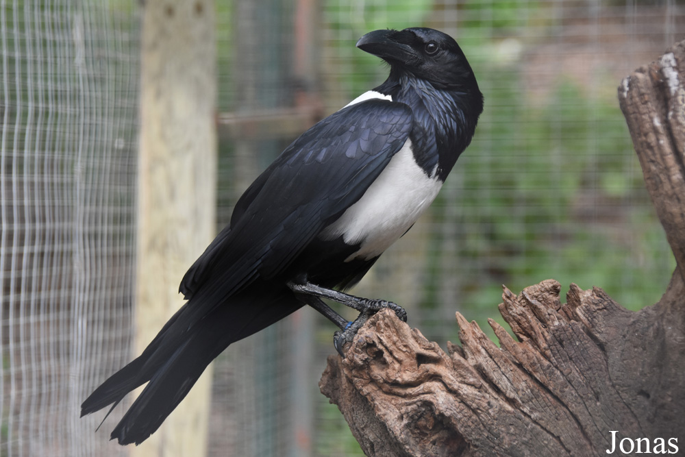 Corvus albus