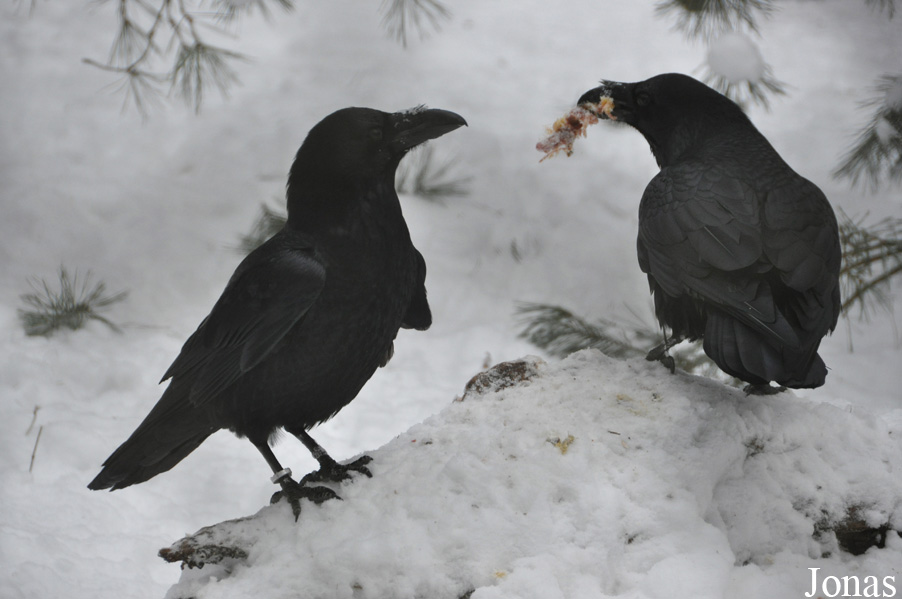 Corvus corax corax