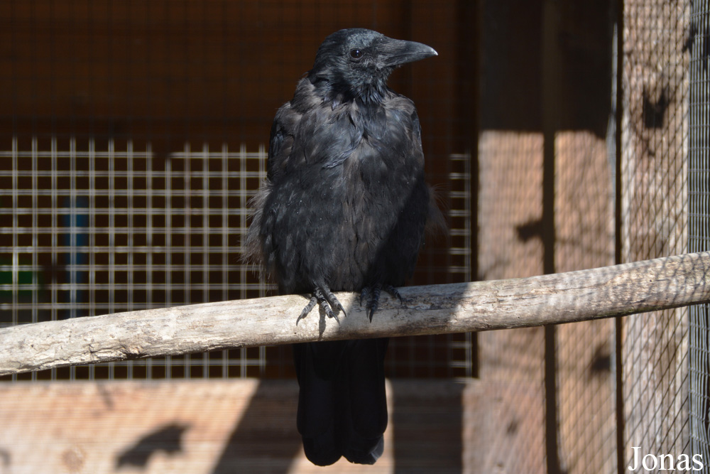 Corvus corone corone