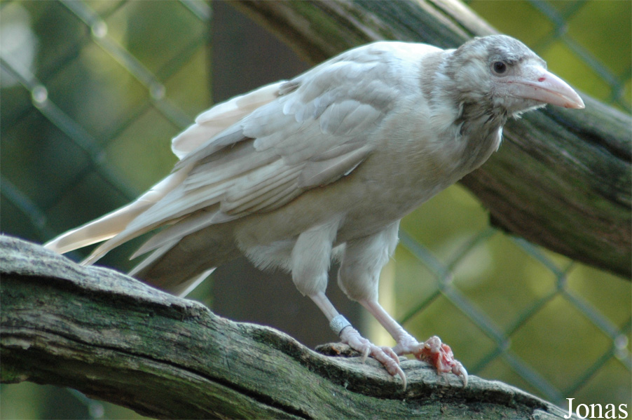 Corvus corone corone