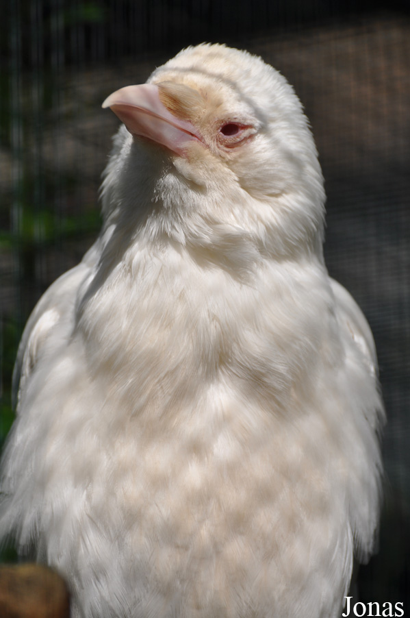 Corvus corone corone
