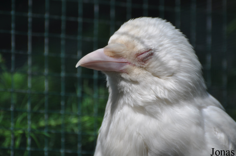 Corvus corone corone