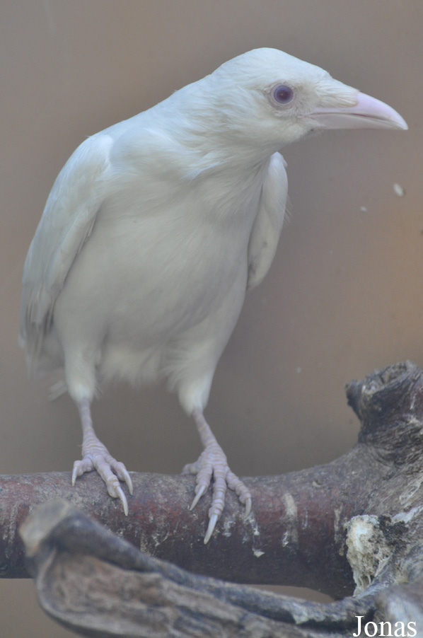 Corvus corone corone
