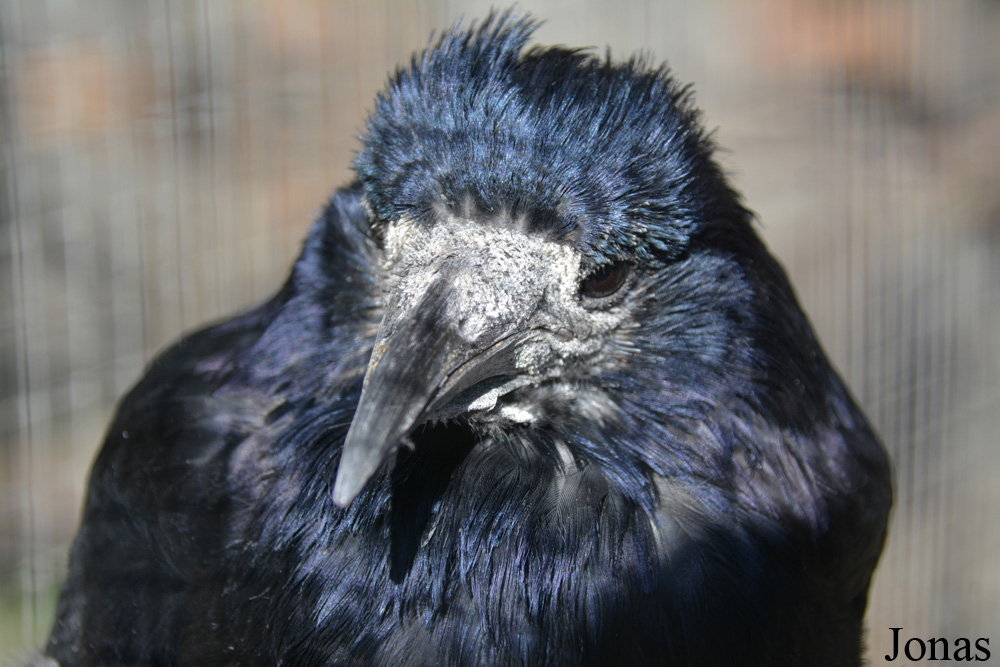 Corvus frugilegus