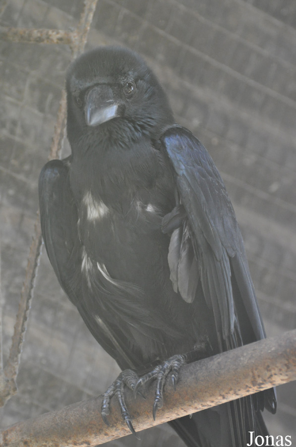 Corvus macrorhynchos