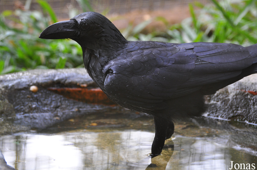 Corvus macrorhynchos