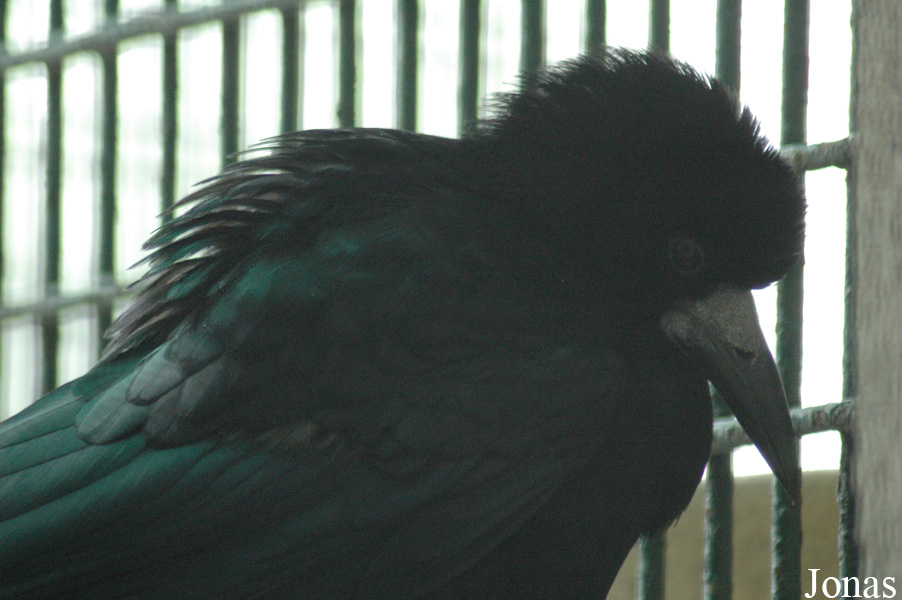 Corvus macrorhynchos