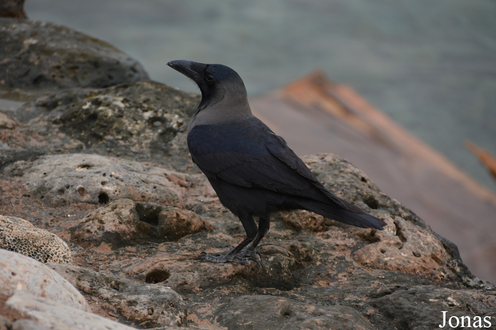 Corvus splendens / Dubai