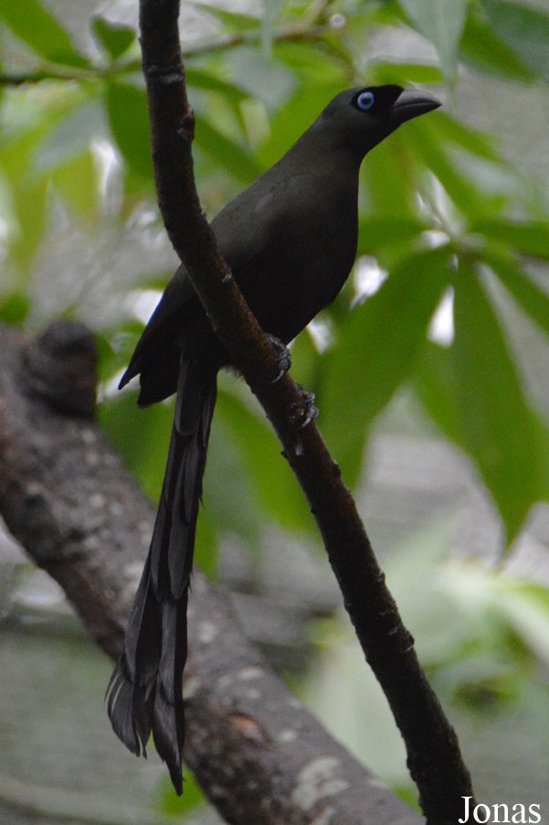 Crypsirina temia