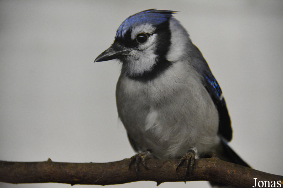 Cyanocitta cristata