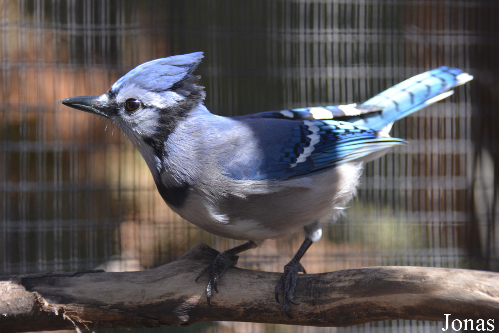 Cyanocitta cristata