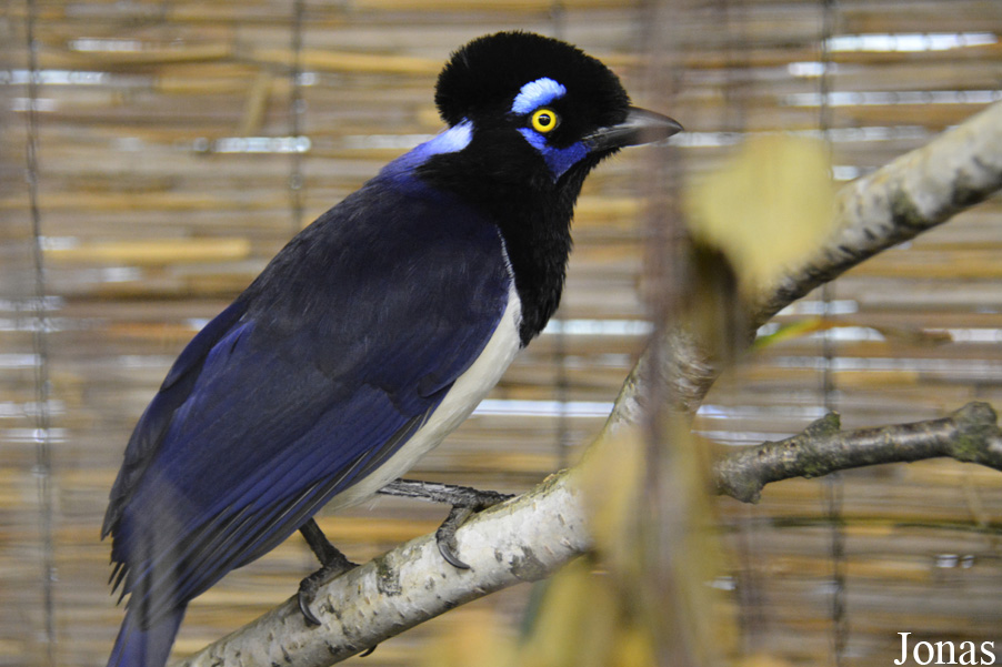 Cyanocorax chrysops