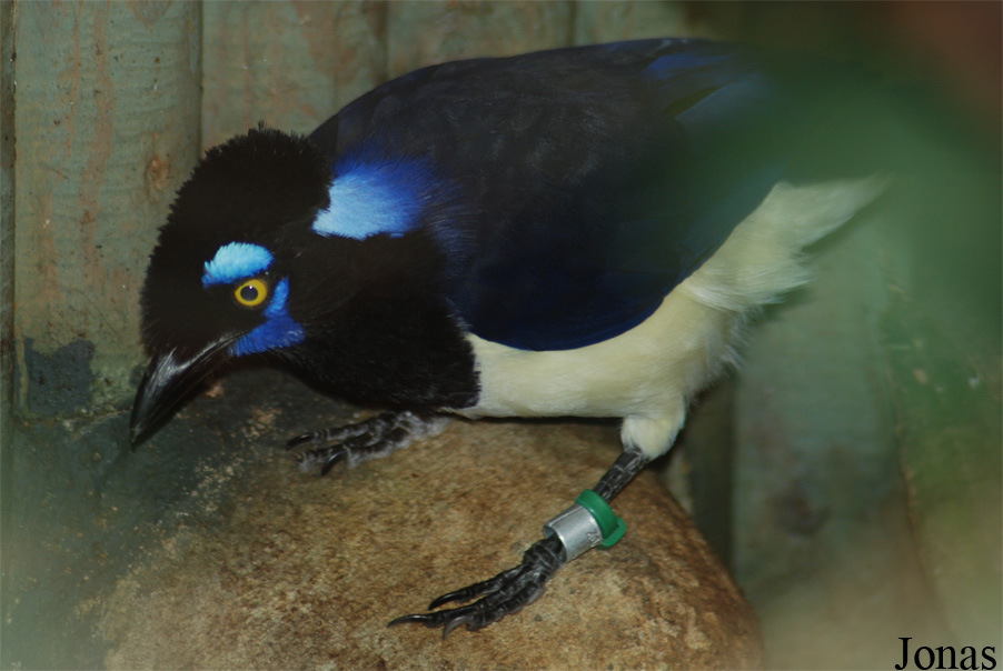 Cyanocorax chrysops