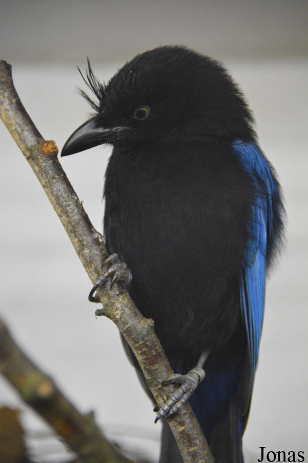 Cyanocorax sanblasianus