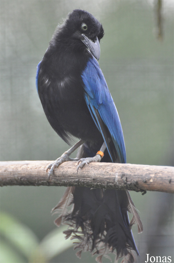 Cyanocorax sanblasianus