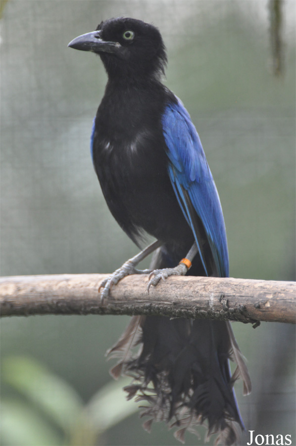 Cyanocorax sanblasianus