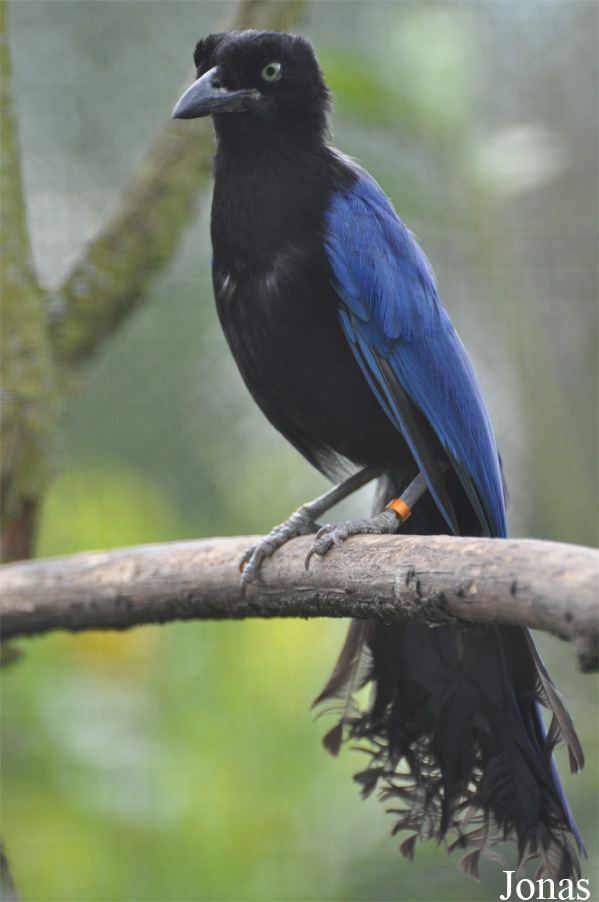 Cyanocorax sanblasianus