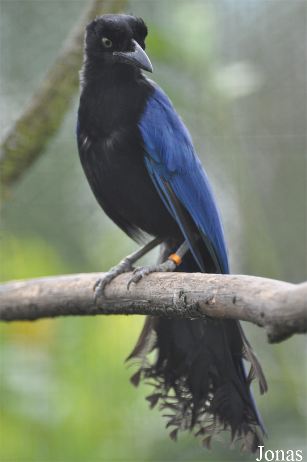 Cyanocorax sanblasianus