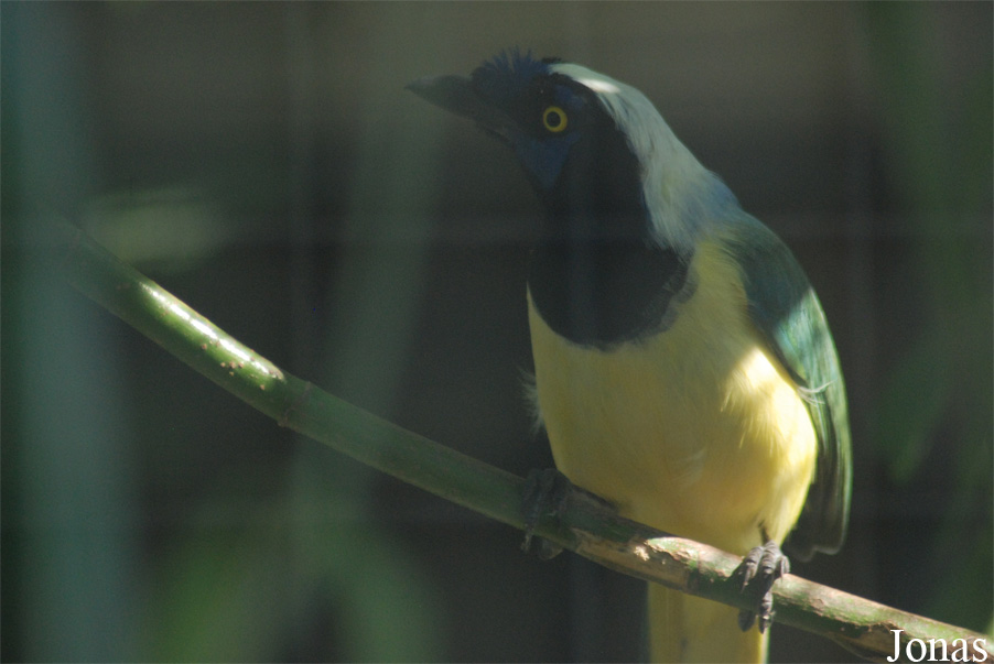 Cyanocorax yncas