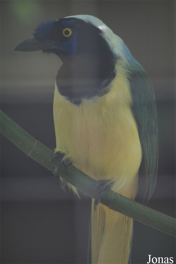 Cyanocorax yncas