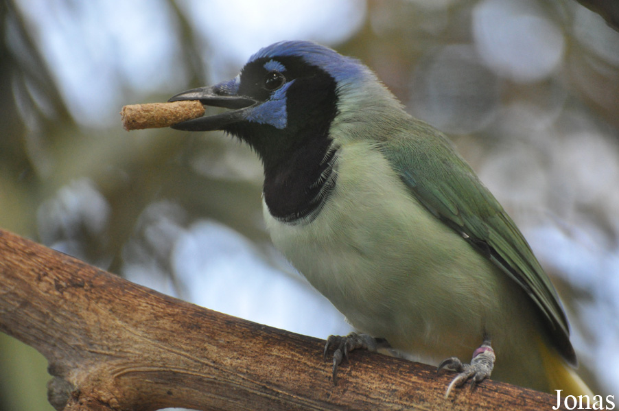 Cyanocorax yncas