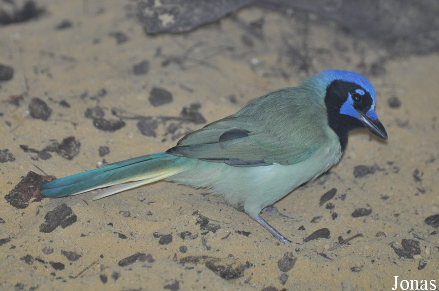 Cyanocorax yncas