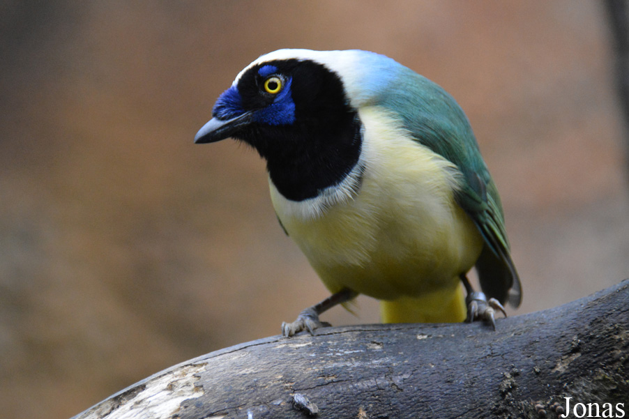Cyanocorax yncas