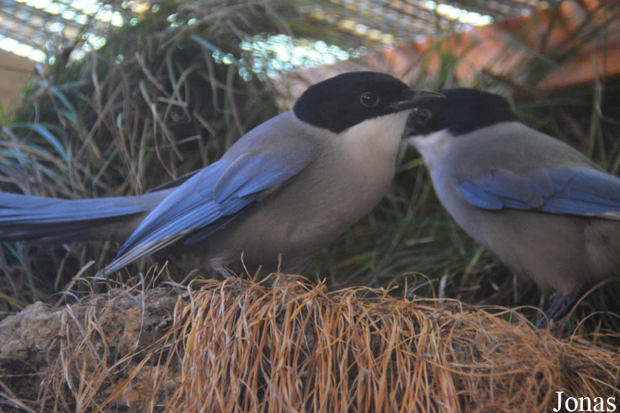 Cyanopica cooki