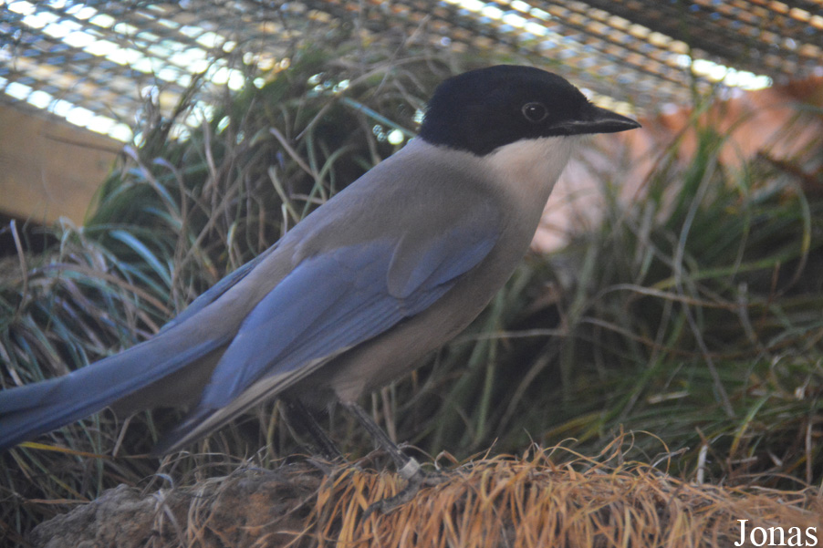Cyanopica cooki